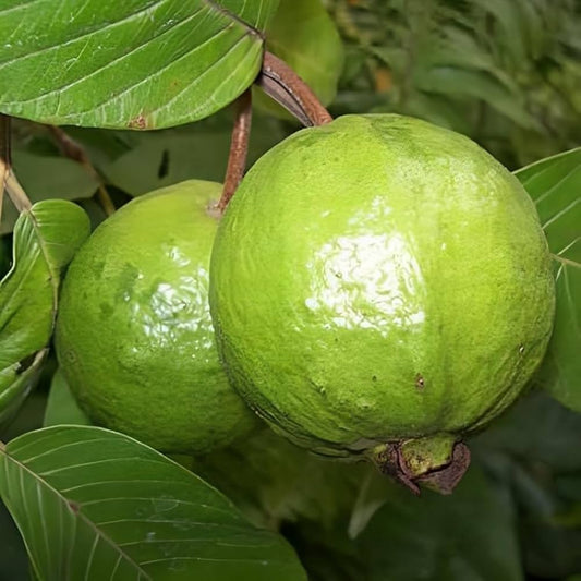 Dharwad Guava Air Layered Healthy Fruit Plant