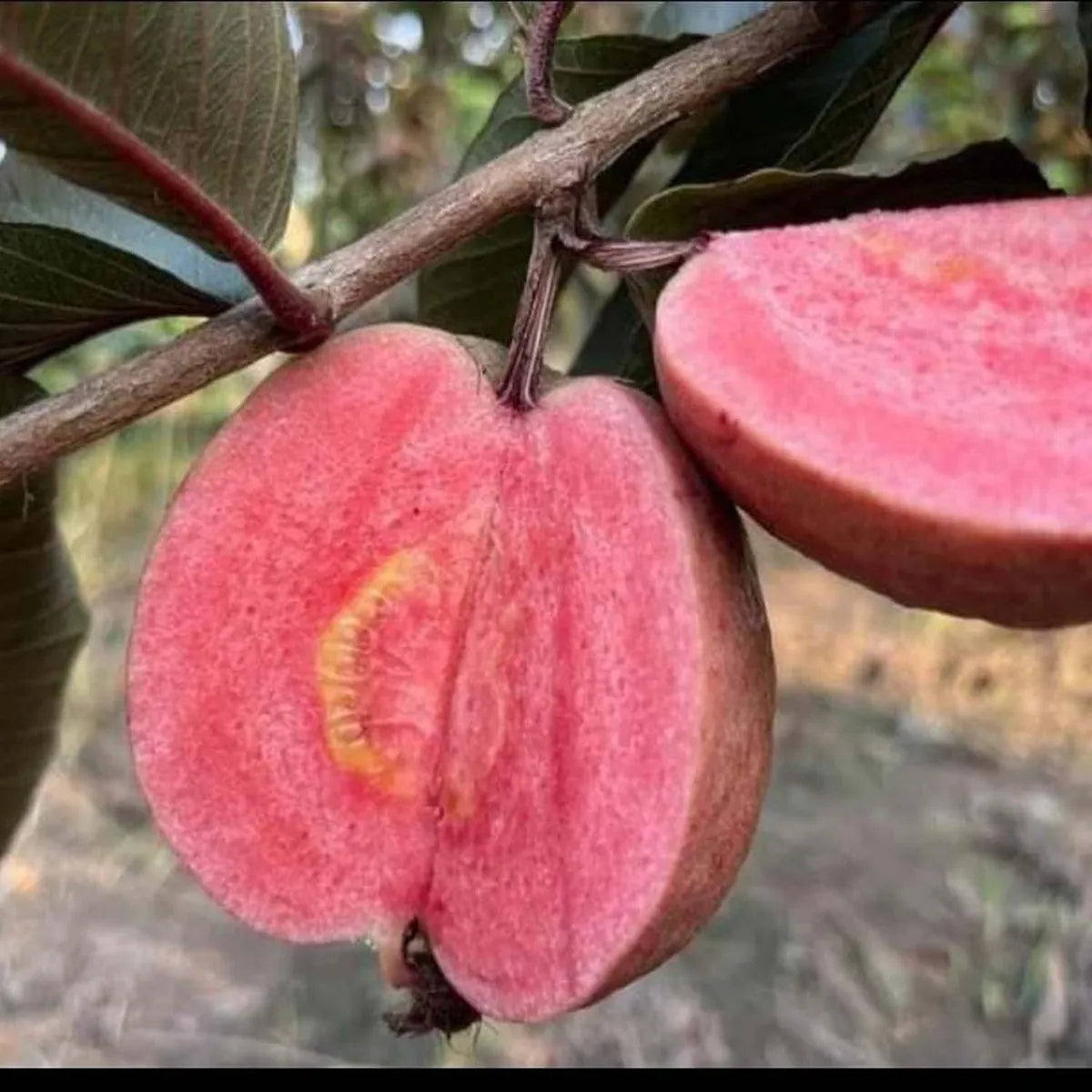 Diamante Guava Air Layered Healthy Fruit Plant