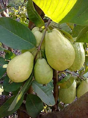 Diamond White Guava Air Layered Healthy Fruit Plant