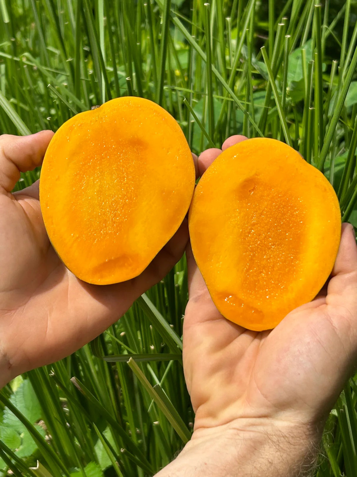 Dot Mango Aam Grafted Healthy Fruit Plant