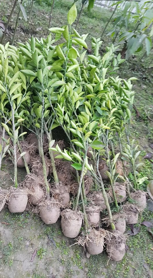 Nagpur Mandarin All Time Orange Santra Grafted Fruit Plant