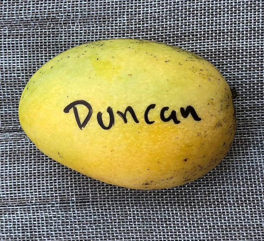 Duncan Mango Aam Grafted Healthy Fruit Plant
