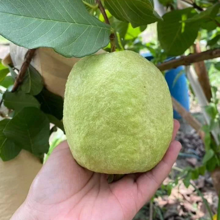 Durango White Guava Air Layered Healthy Fruit Plant