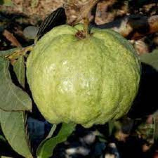 Durango White Guava Air Layered Healthy Fruit Plant