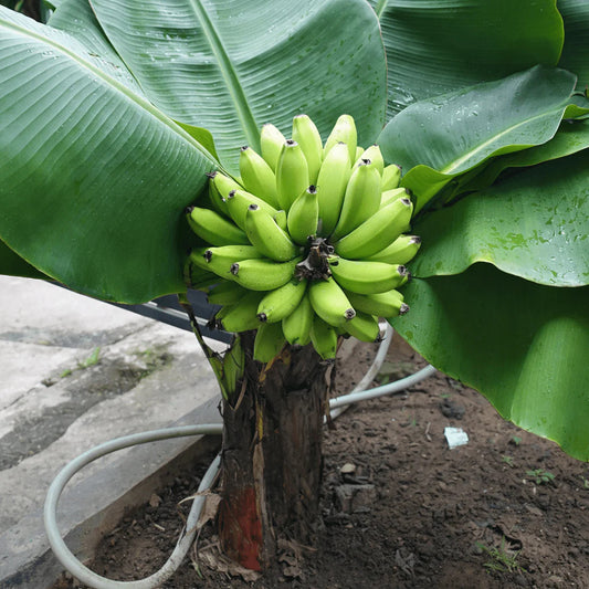 Dwarf Cavendish (Basrai) Banana Healthy Sweet Tissue Cultured Fruit Plant