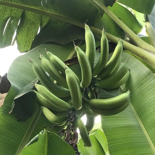 East African Highland Banana (Matoke) Healthy Sweet Tissue Cultured Fruit Plant