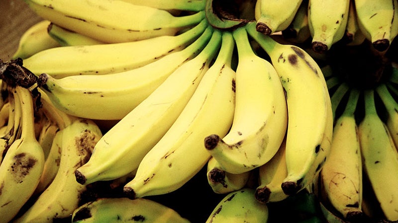 East African Highland Banana (Matoke) Healthy Sweet Tissue Cultured Fruit Plant