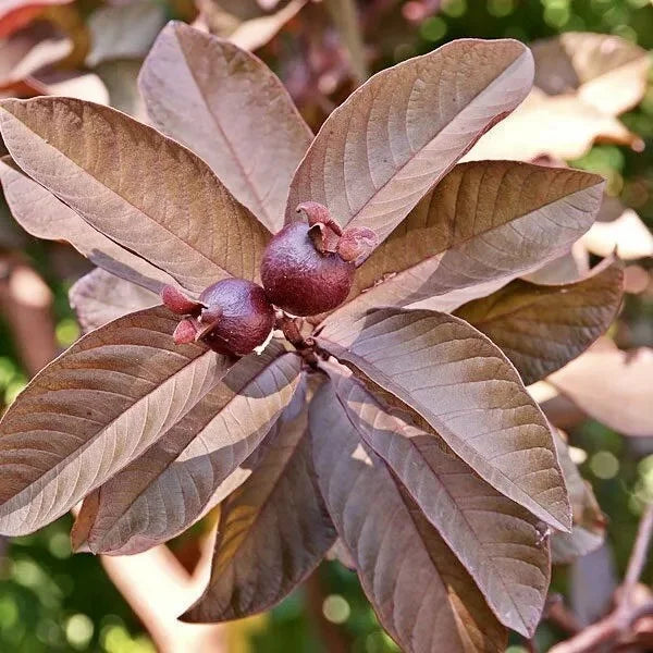 Ecuador Red Guava Air Layered Healthy Fruit Plant