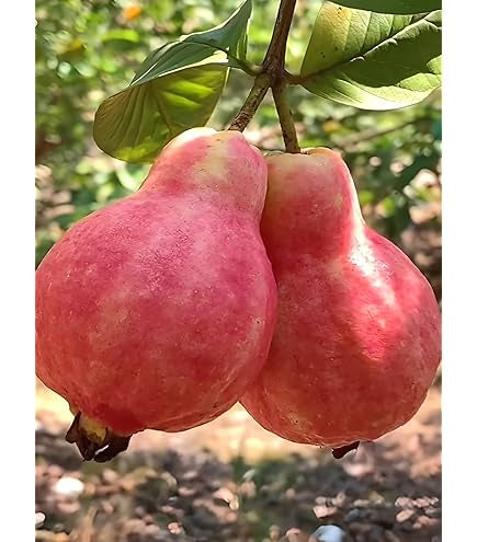 Egyptian Pink Guava Air Layered Healthy Fruit Plant