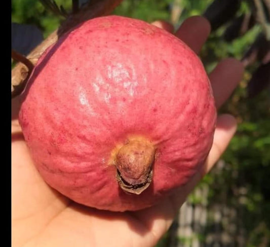 Egyptian Pink Guava Air Layered Healthy Fruit Plant