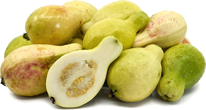 Egyptian White Guava Air Layered Healthy Fruit Plant