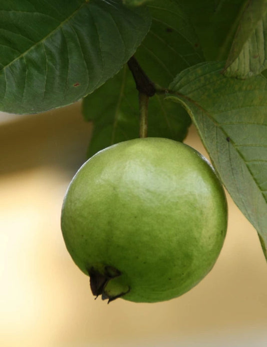 El Salvador Blanca Guava Air Layered Healthy Fruit Plant