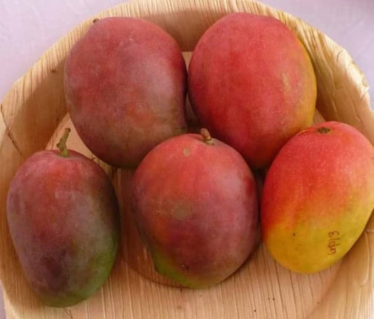 Eldon Mango Aam Grafted Healthy Fruit Plant