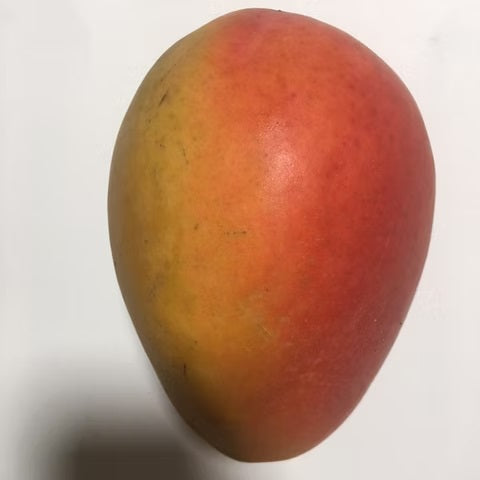 Eldon Mango Aam Grafted Healthy Fruit Plant