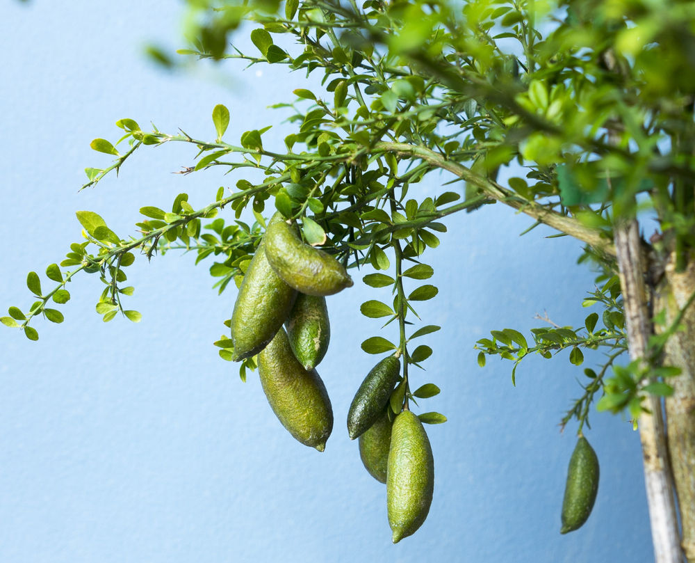 Emerald Finger Lime Plant Live Nimbu Tree Kagzi Lemon Citrus Limon Fruit Plant