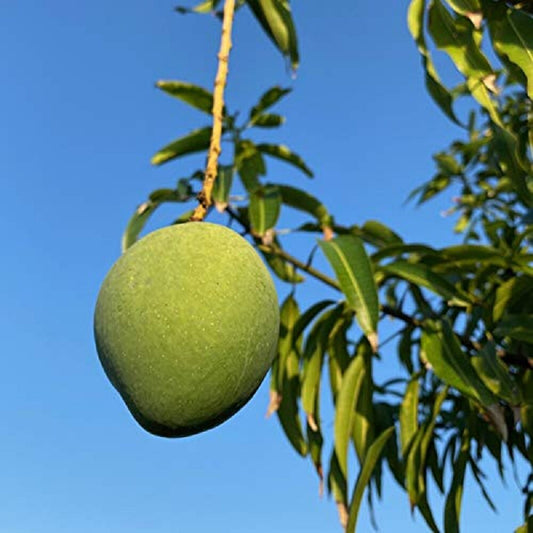 Emerald Mango Aam Grafted Healthy Fruit Plant