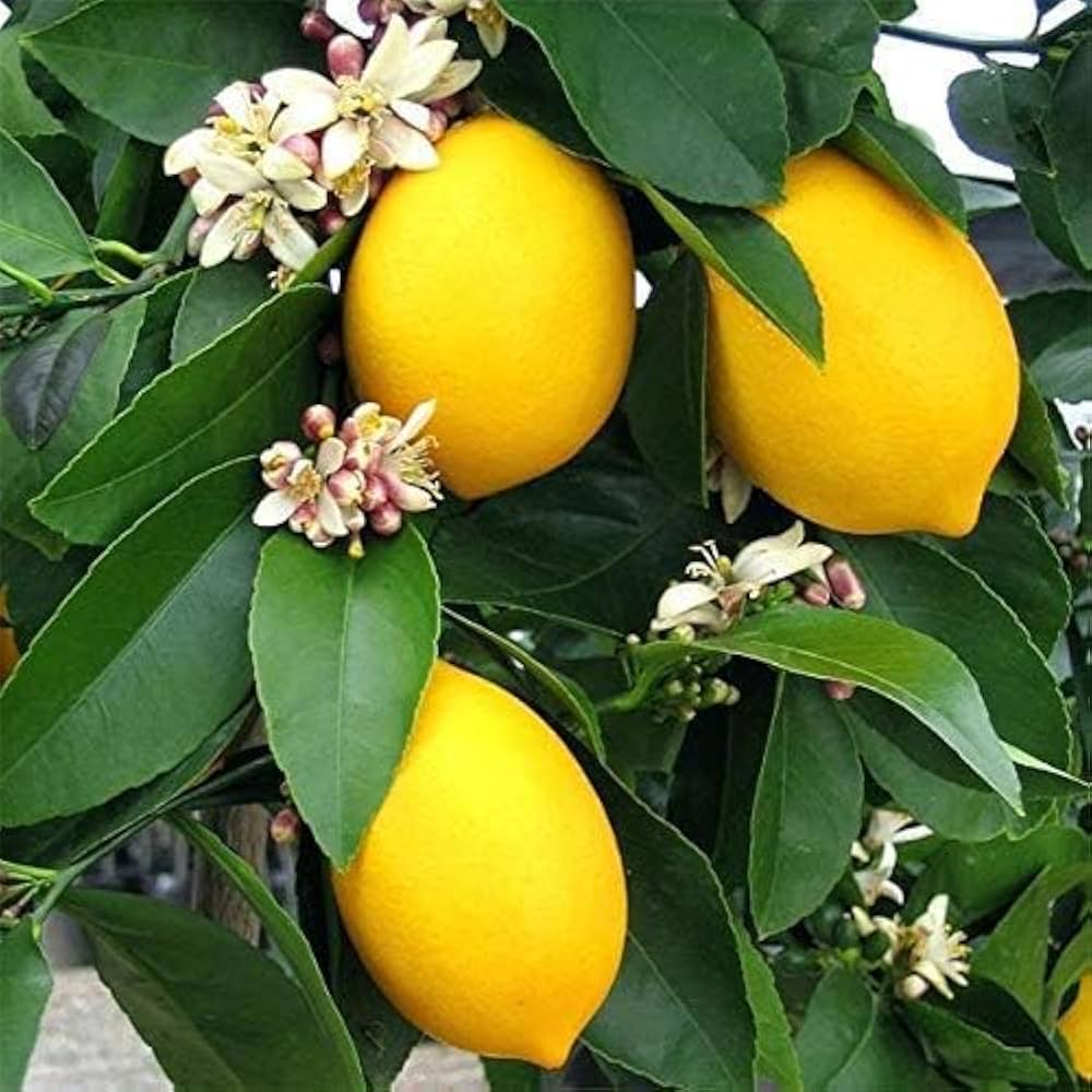 Eureka Lemon Plant Live Nimbu Tree Kagzi Lemon Citrus Limon Fruit Plant
