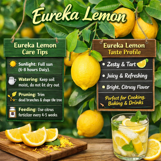 Eureka Lemon Plant Live Nimbu Tree Kagzi Lemon Citrus Limon Fruit Plant