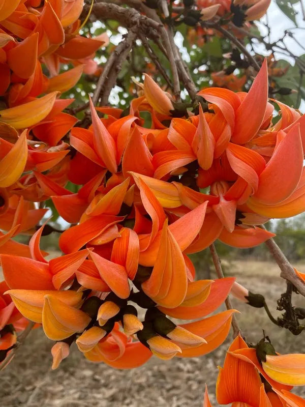 Yellow Palash Flowering Plant (Butea Monosperma) – Rare & Beautiful Blooming Tree