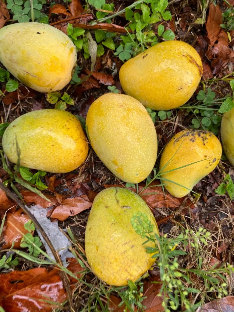 Fairchild Mango Aam Grafted Healthy Fruit Plant