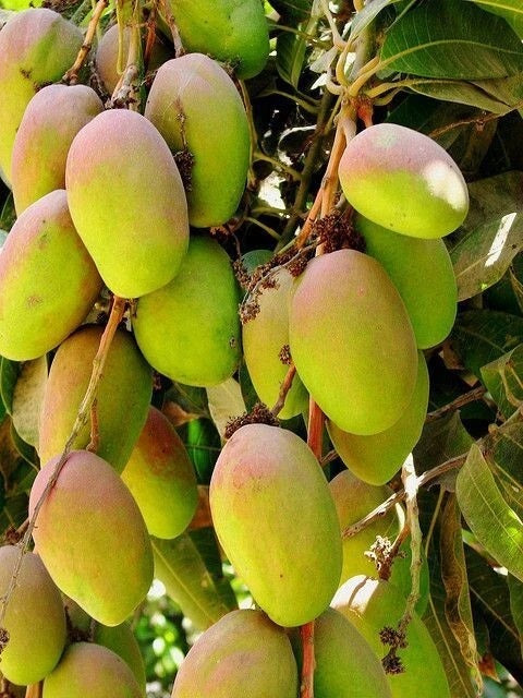 Fajri Kalan Mango Aam Grafted Healthy Fruit Plant