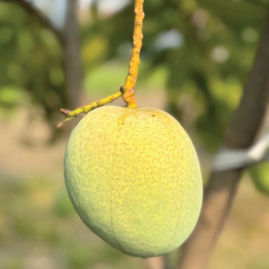 Fascell Mango Aam Grafted Healthy Fruit Plant