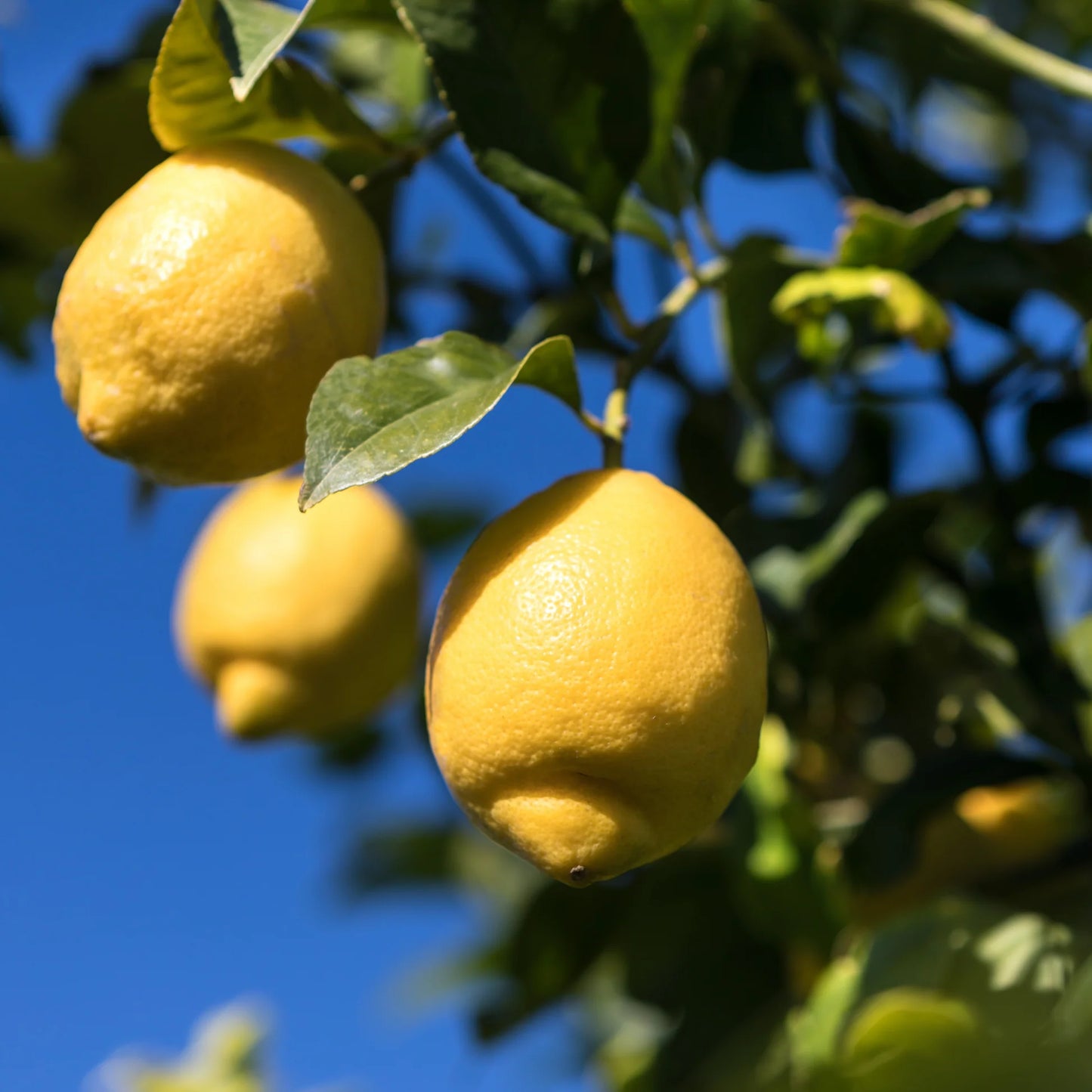 Femminello Lemon Plant Live Nimbu Tree Kagzi Lemon Citrus Limon Fruit Plant