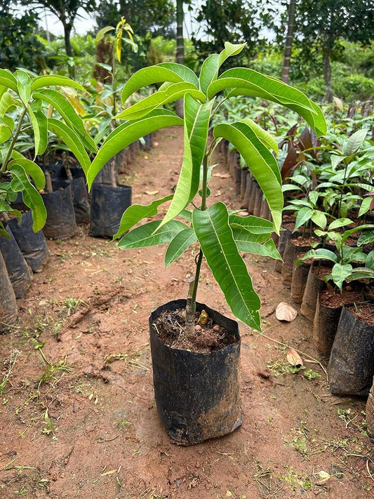 Fernandin Mango Aam Grafted Healthy Fruit Plant