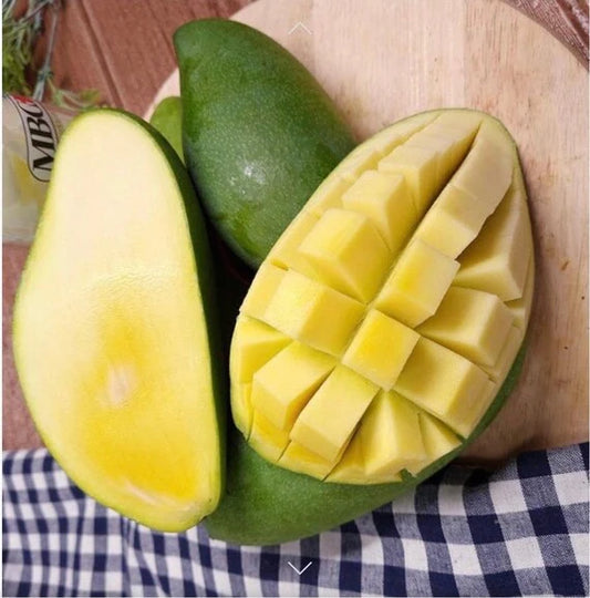 Fralan Mango Aam Grafted Healthy Fruit Plant