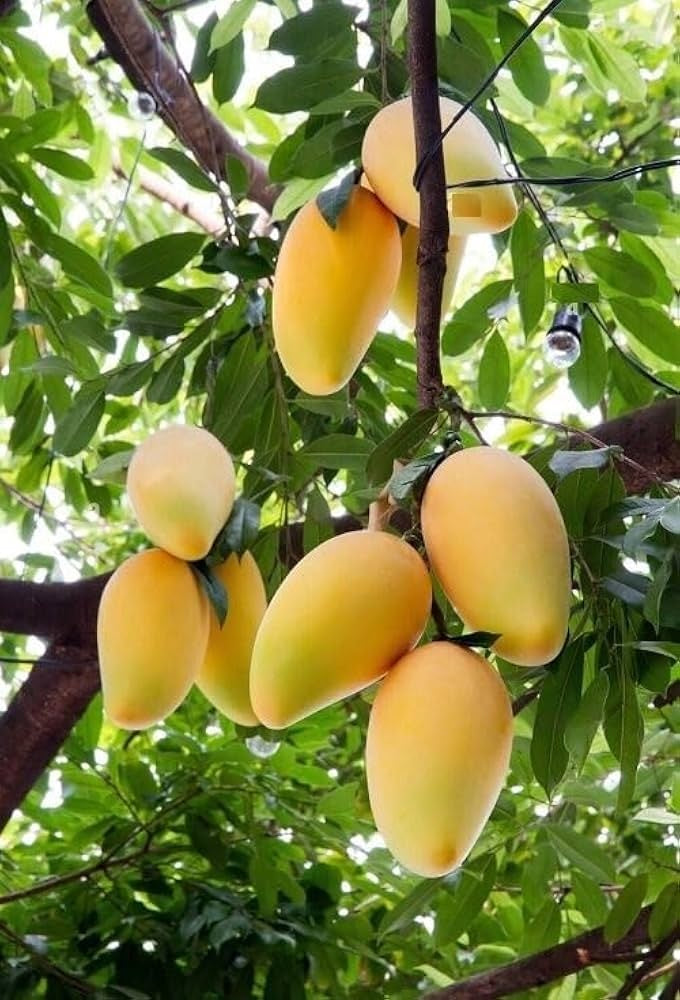 Francis Mango Aam Grafted Healthy Fruit Plant