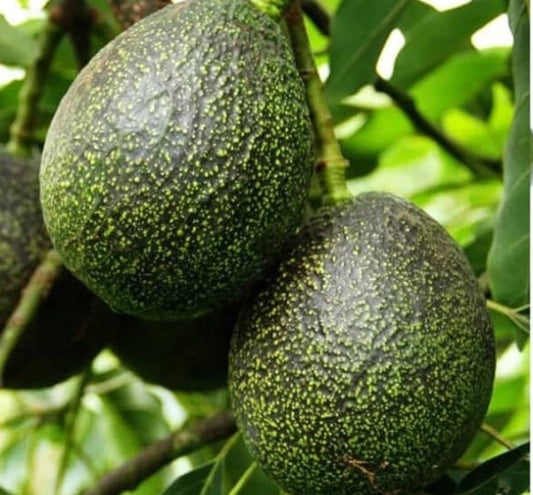 GEM Avocado Grafted Healthy Fruit Plant