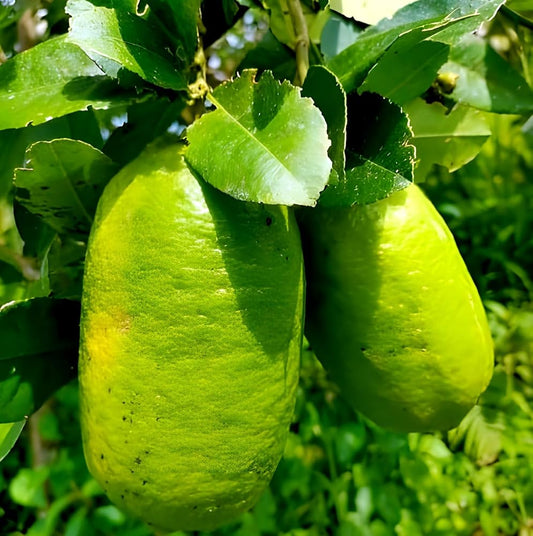 Gandharaj Lemon (Gondhoraj Lebu) Plant Live Nimbu Tree Kagzi Lemon Citrus Limon Fruit Plant
