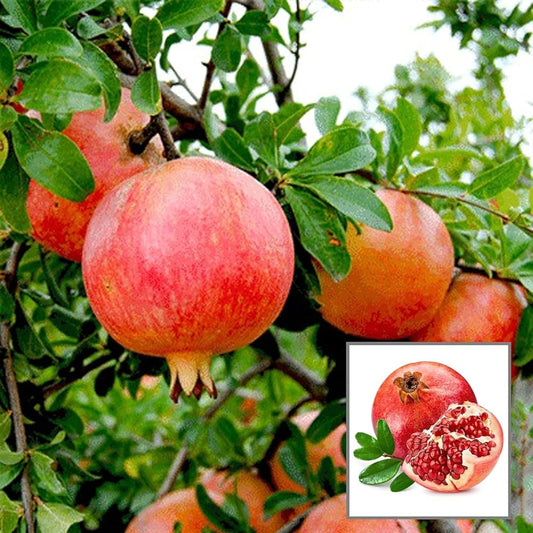 Ganesh Pomegranate Grafted Fruit Plant – High Yielding Sweet Juicy Anar Tree Variety