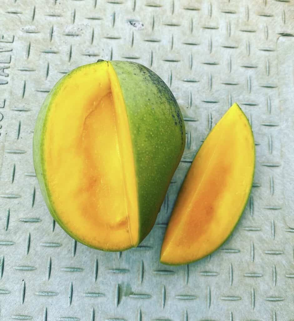 Gary Mango Aam Grafted Healthy Fruit Plant