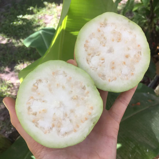 Ghana White Guava Air Layered Healthy Fruit Plant