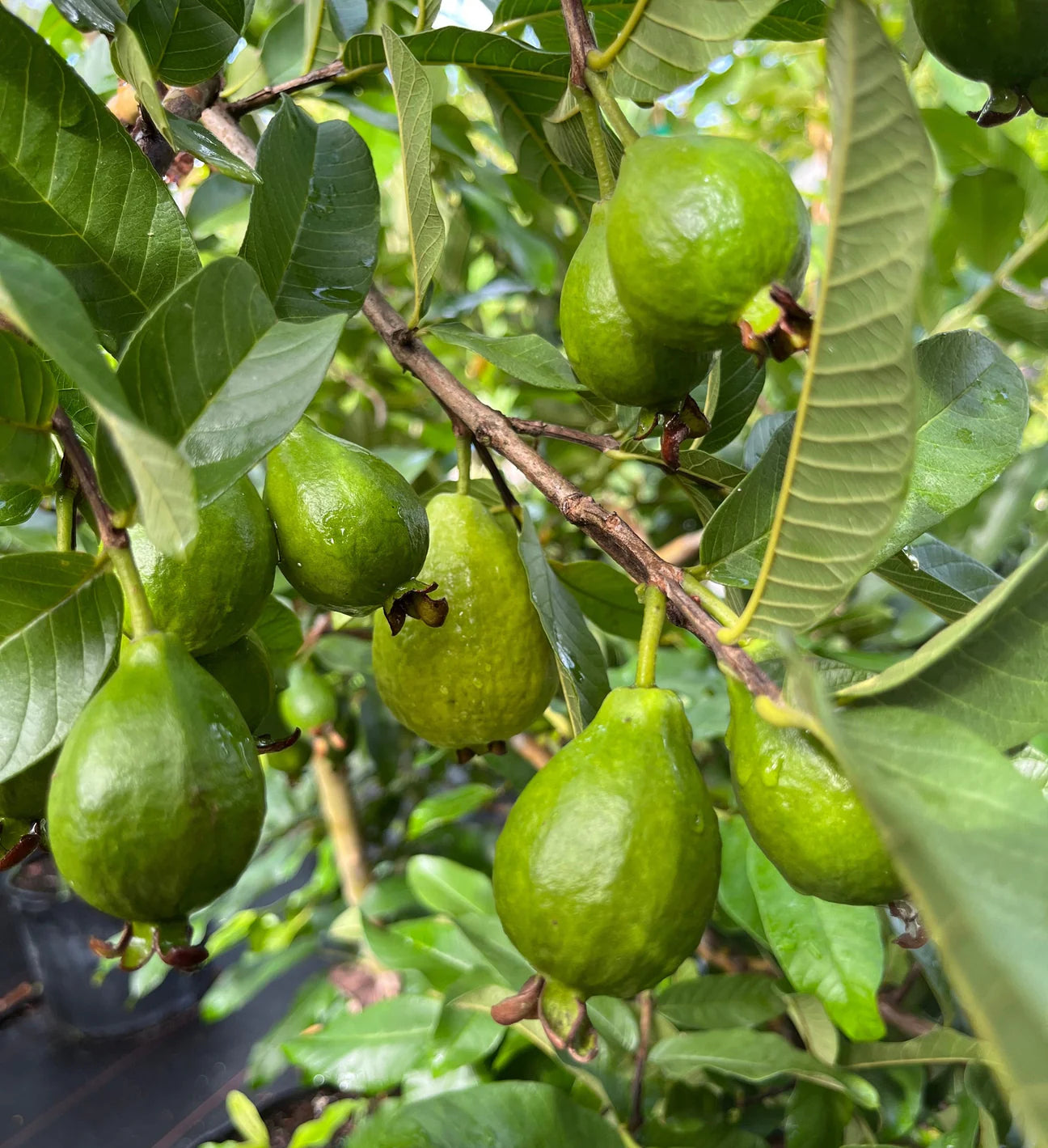 Godavari Pink Guava Air Layered Healthy Fruit Plant