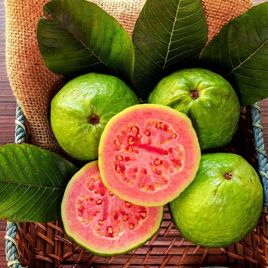Godavari Pink Guava Air Layered Healthy Fruit Plant
