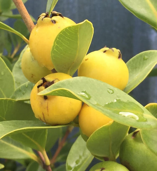 Golden Seedless Guava Air Layered Healthy Fruit Plant