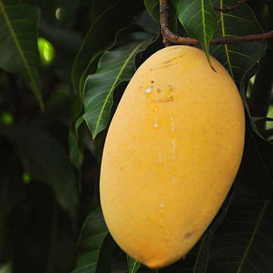 Golden Smoothie Mango Aam Grafted Healthy Fruit Plant