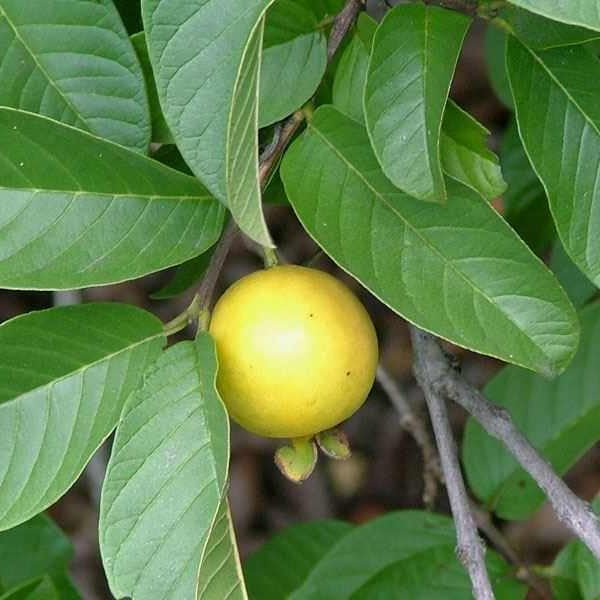 Golden White Guava Air Layered Healthy Fruit Plant