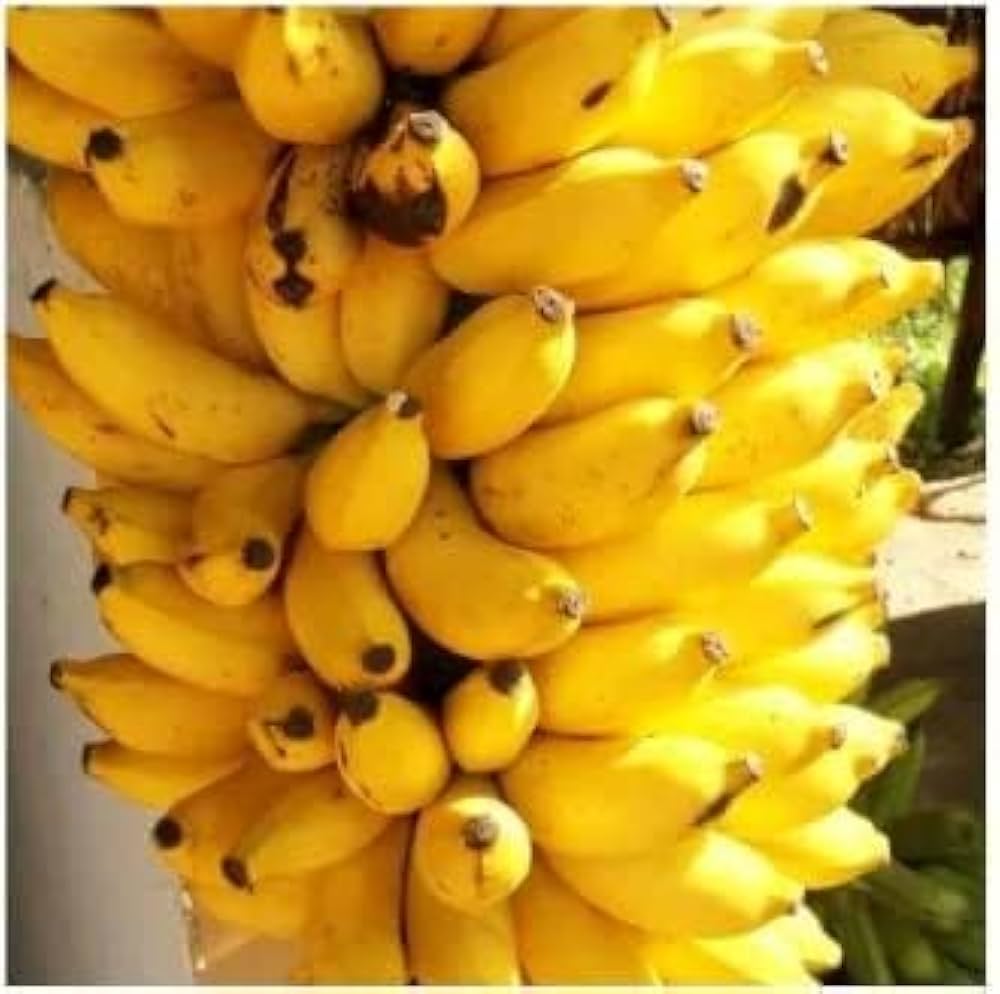 Goldfinger Banana Healthy Sweet Tissue Cultured Fruit Plant