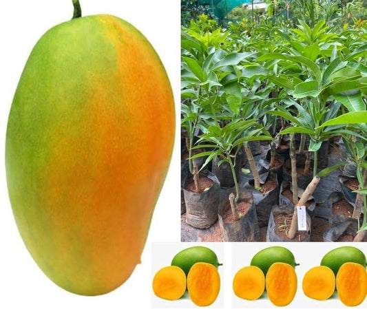 Gopalbhog Mango Aam Grafted Healthy Fruit Plant