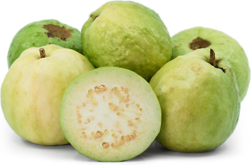 Granada White Guava Air Layered Healthy Fruit Plant