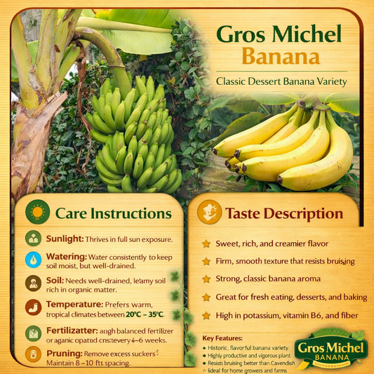 Gros Michel Banana Healthy Sweet Tissue Cultured Fruit Plant