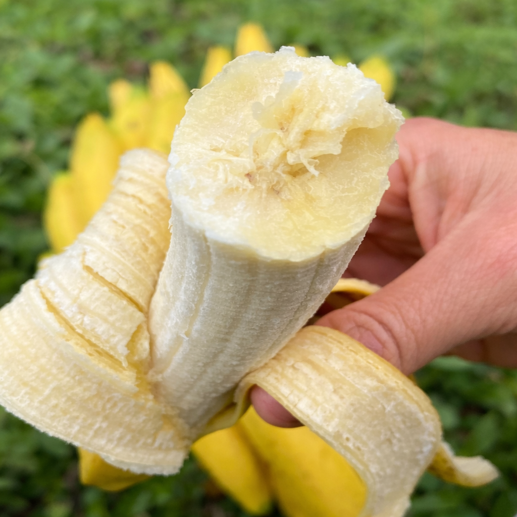Gros Michel Banana Healthy Sweet Tissue Cultured Fruit Plant