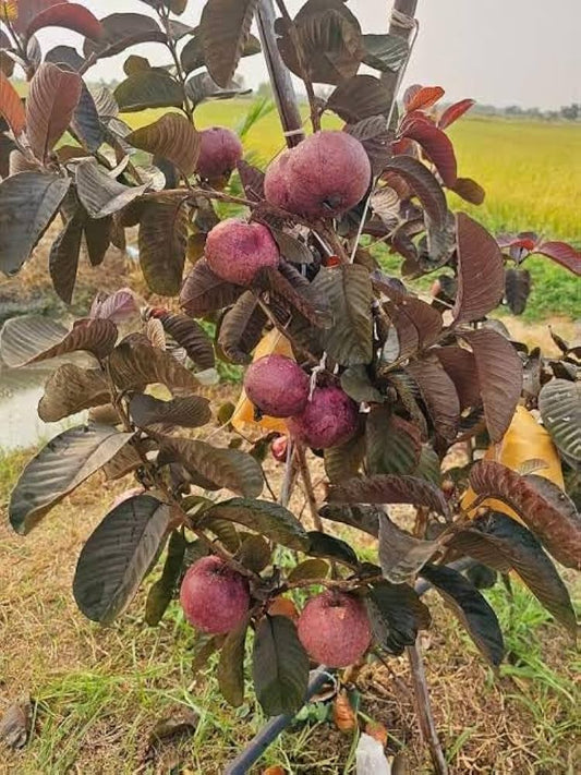 Guarani Guava Air Layered Healthy Fruit Plant