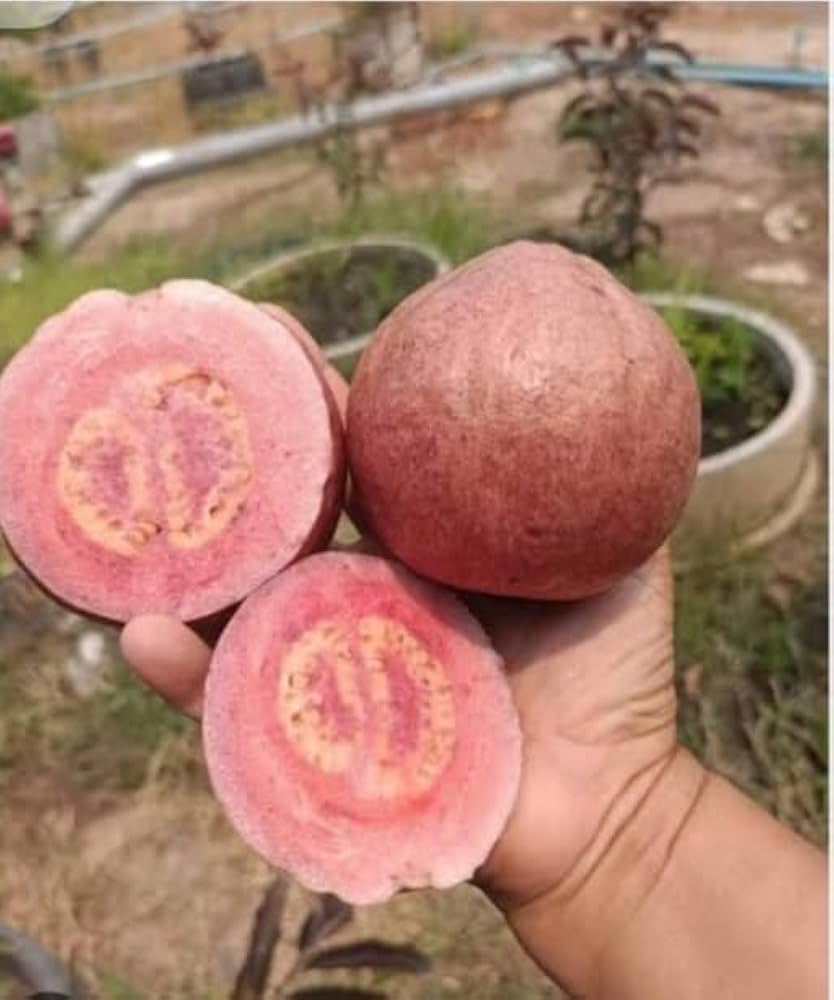 Guarani Guava Air Layered Healthy Fruit Plant