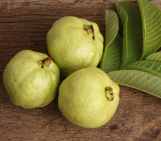 Guatemala Roja Guava Air Layered Healthy Fruit Plant