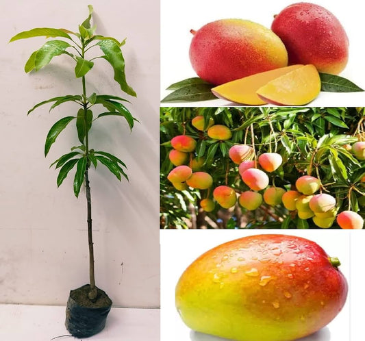 Gulab Khas Mango Aam Grafted Healthy Fruit Plant