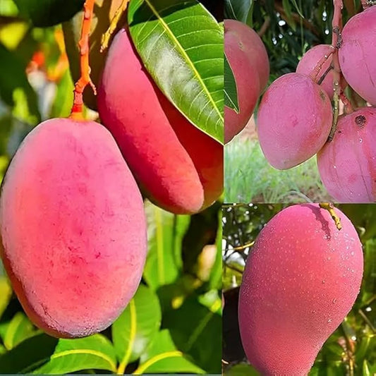 Gulabi Mango Aam Grafted Healthy Fruit Plant